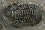 Detailed Gerastos Trilobite Fossil - Morocco #310569-1